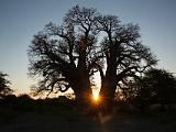 Africa 131 : Africa, Baobab, Botswana, Makgadikgadi, Nature, Sunset, Trees